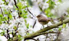Chiffchaff at Dog House Grove - Richard Nicoll